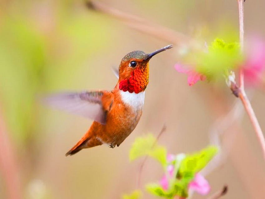 Hummingbird, Beautiful Fly HD wallpaper