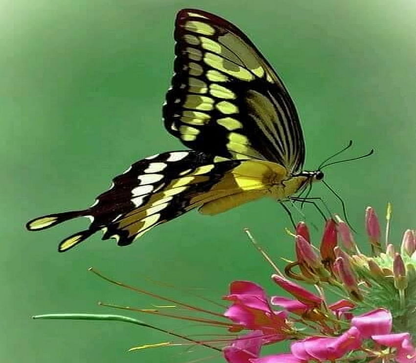 Wings of beauty, negro, mariposa, baja, amarillo fondo de pantalla