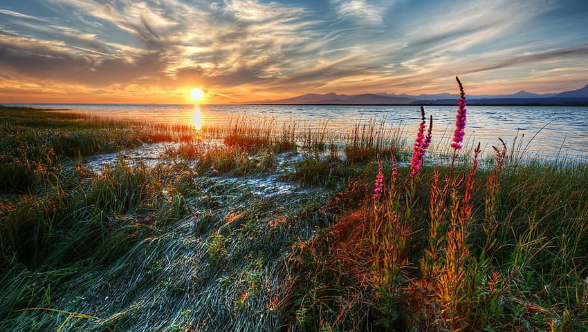 sunset over grassy lakeshore r, shore, r, flowers, grass, lake, sunset HD wallpaper