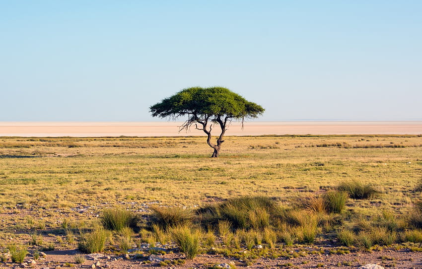 砂、草、木、砂漠、干ばつ、サバンナ、アフリカ、オアシス、マルチ モニター、ナミビア、エトーシャ国立公園、ウルトラ セクション、アフリカの草原 高画質の壁紙