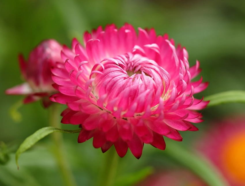 Bunga Bellis Perennis, bellis, merah muda, daun, bunga, hijau, alam Wallpaper HD
