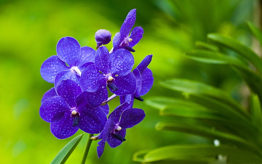 花, 草, バイオレット, マクロ, 明るい, ブランチ, 紫 高画質の壁紙