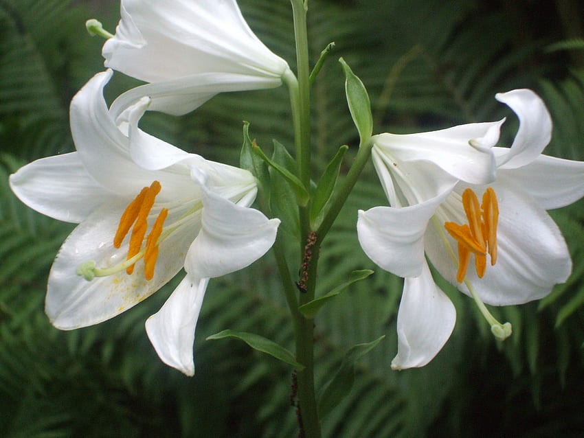 Pasqua Lillies, bianco, pasqua, bello, natura, fiori, giglio Sfondo HD