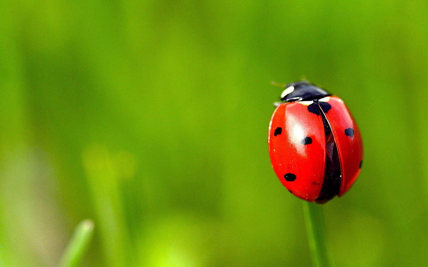 Grass, Macro, Blur, Smooth, Stains, Spots, Ladybug, Ladybird HD wallpaper