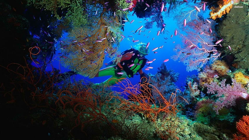 Scuba Diving High Resolution, Deep Sea Diver HD wallpaper