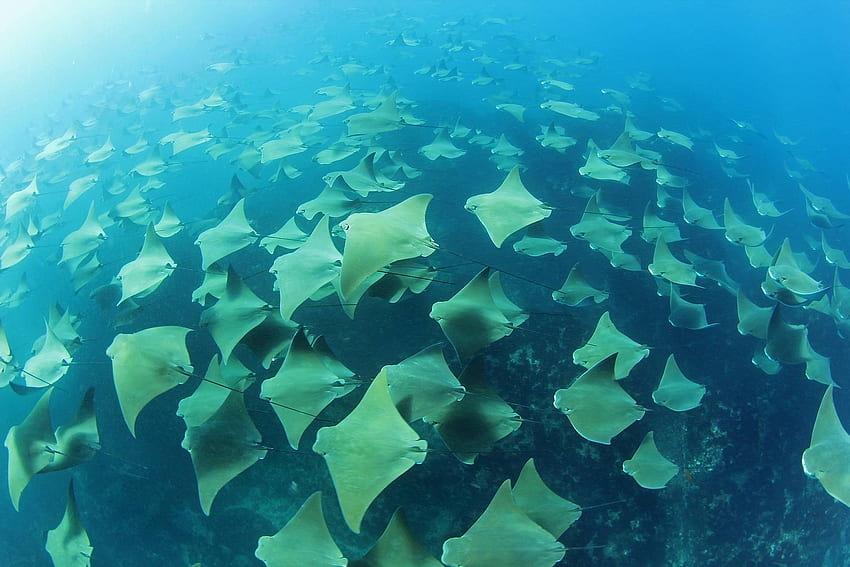 Mantarraya fondo de pantalla | Pxfuel