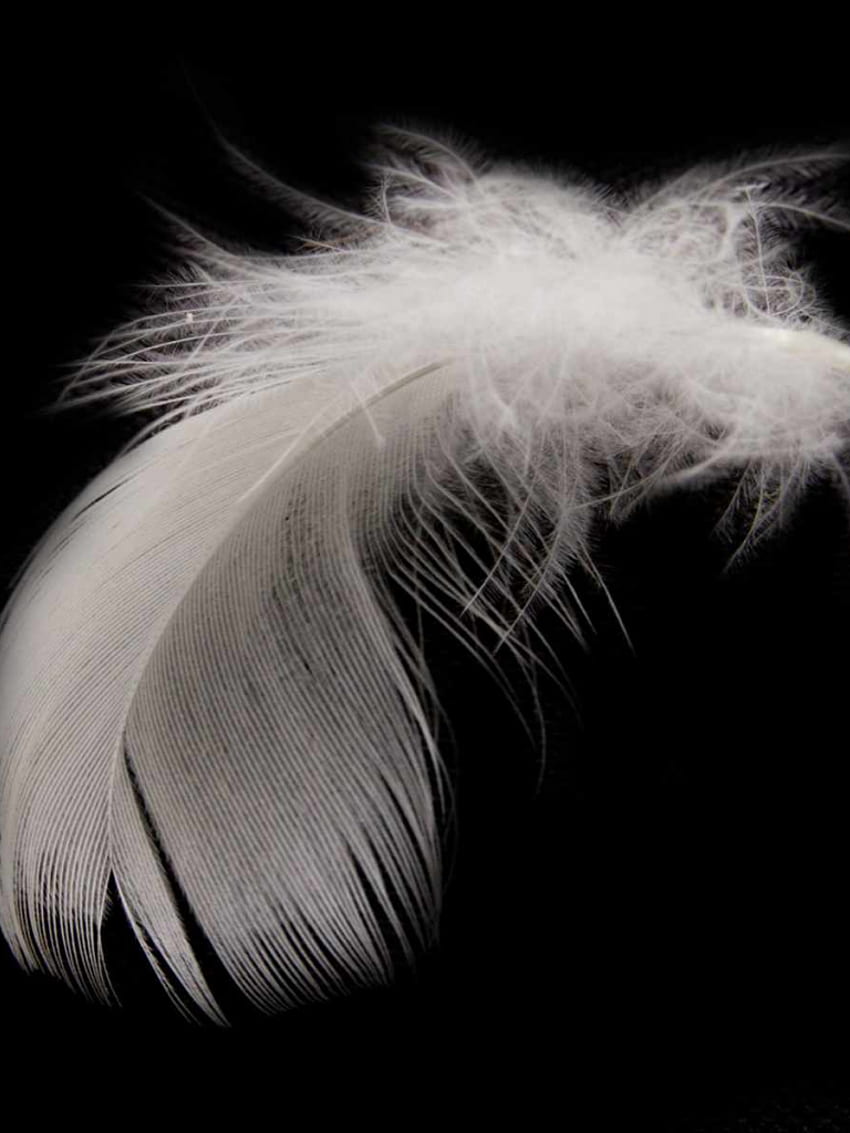 18 Feather White Feather [] за вашия мобилен телефон и таблет. Изследвайте Feather. Паунови пера, Птичи пера, Драконови пера, Черно и бяло перо HD тапет за телефон