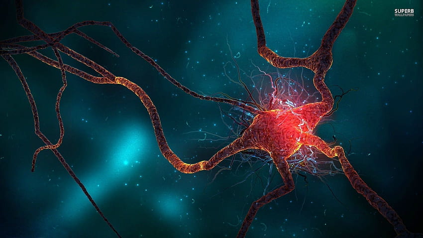 Sel otak . Neuron, Cabang biologi, Neuroscience Wallpaper HD