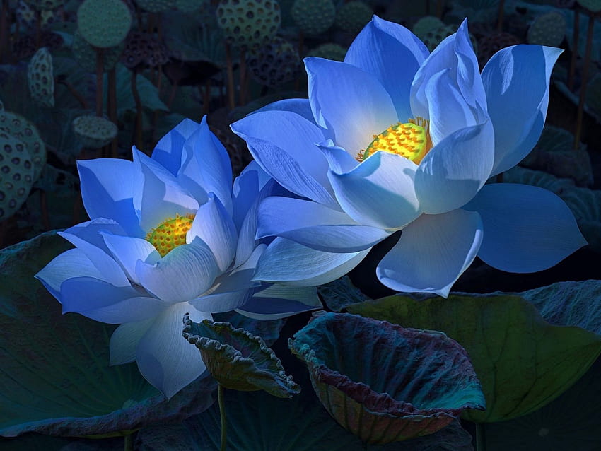 Blue Lotus, Darkness IPhone 5 5S 5C SE HD wallpaper