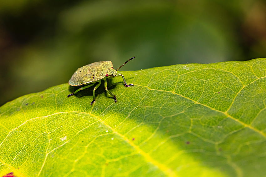 Bug Beetle on Green Leaf HD wallpaper