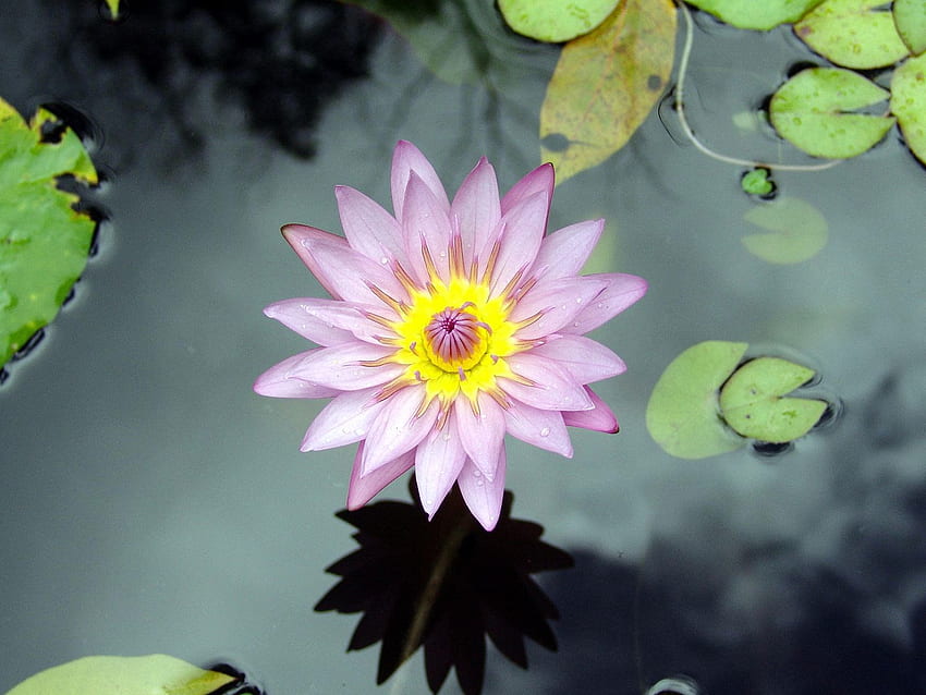 Purple Lotus Flower HD wallpaper