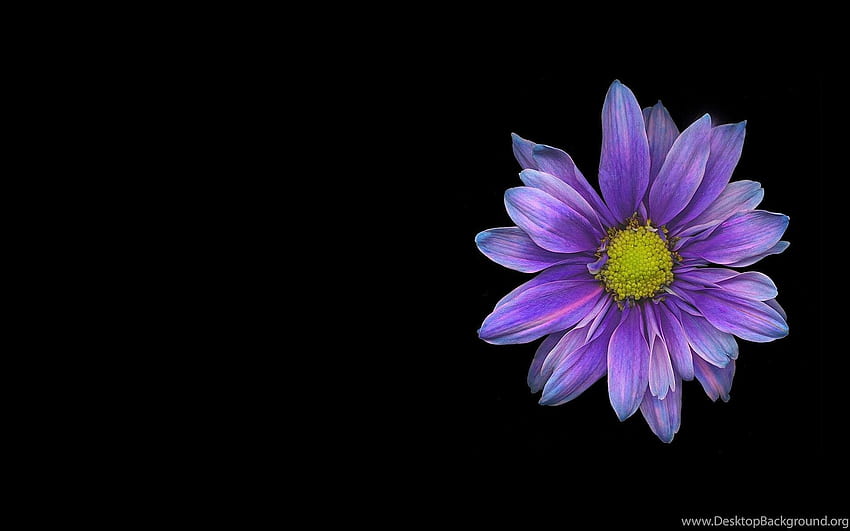 Fond de fleur unique, Singel Fond d'écran HD