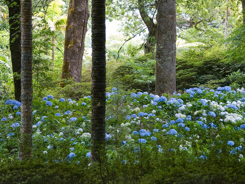 สวนเขตร้อน, สวน, ดอกไม้ วอลล์เปเปอร์ HD