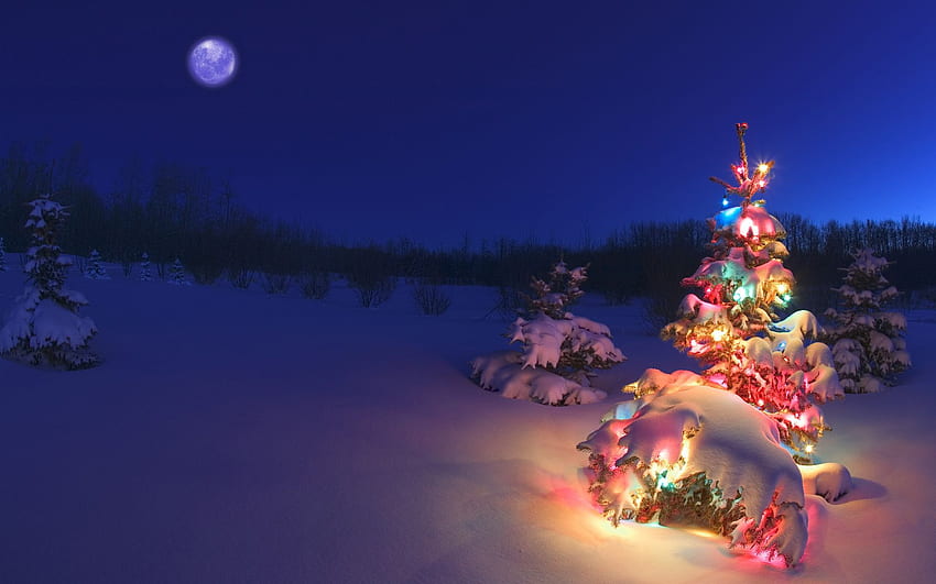 Merry Christmas Tree, Canada Christmas HD wallpaper