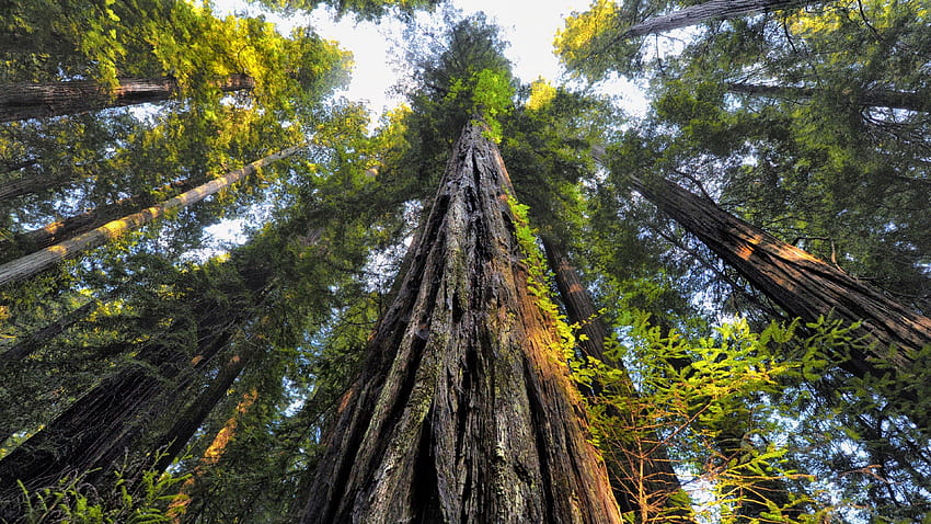 Looking Up at Redwood Trees Ultra . Background, Redwood Forest HD wallpaper
