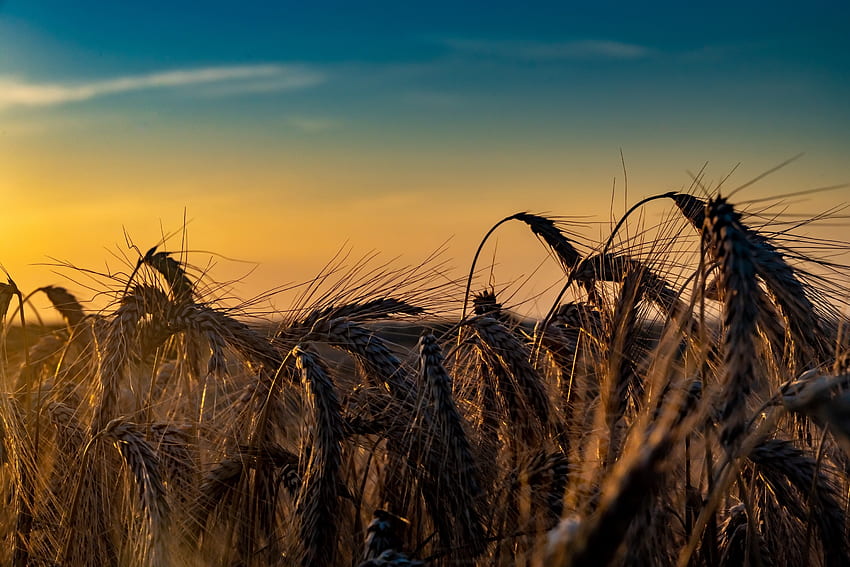 Wheat Harvest, Nature, Summer, Sky, Morning HD wallpaper | Pxfuel