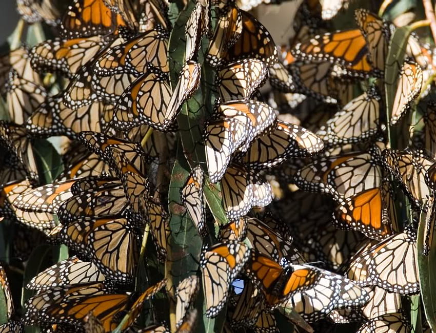 Monarch Wintering at Pismo Beach California, pismo, butterflies, monarch, tree HD wallpaper