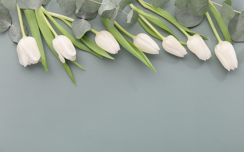 white tulips, spring flowers, gray background, floral background, white flowers for with resolution . High Quality , White Tulips HD wallpaper