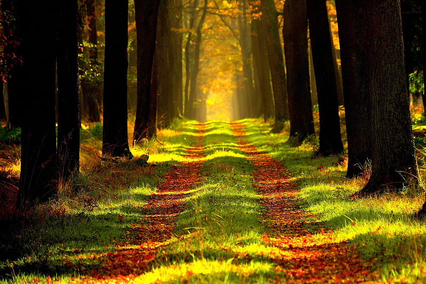 ธรรมชาติ ต้นไม้ ฤดูใบไม้ร่วง ป่า เส้นทาง ใบไม้ เส้นทาง วอลล์เปเปอร์ HD