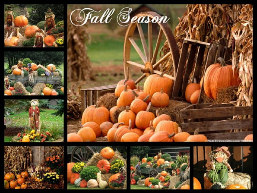 Stagione autunnale, stagione, autunno, natura, zucche, collage Sfondo HD