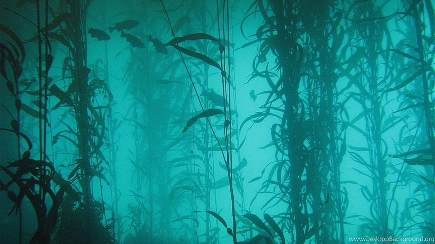 Ocean Nature Fish Plants Lakes Algae Underwater Background, Scary Underwater HD wallpaper