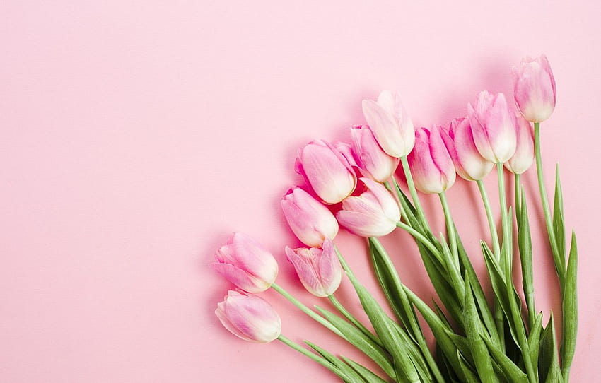 plano de fundo, rosa, rosa, tulipa para, Tulipas cor de rosa papel de parede HD