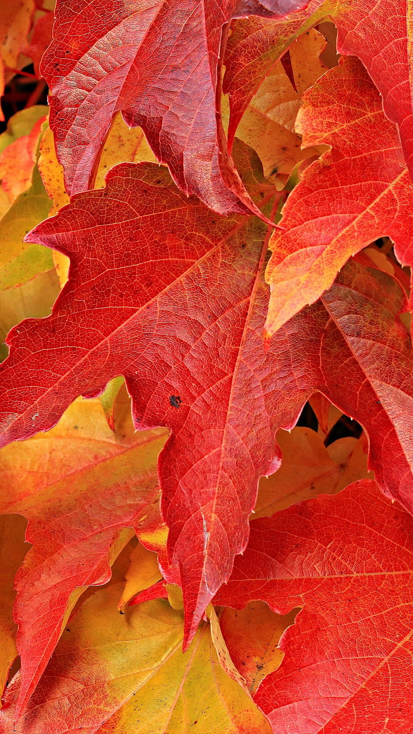 Maple Leaves, Orange Leaf HD phone wallpaper
