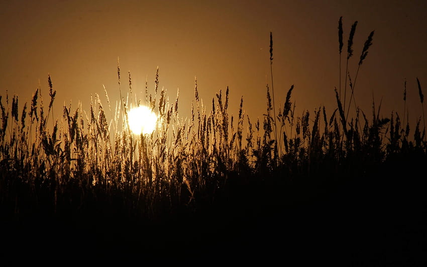 Landscape, Fields, Sun, Wheat HD wallpaper