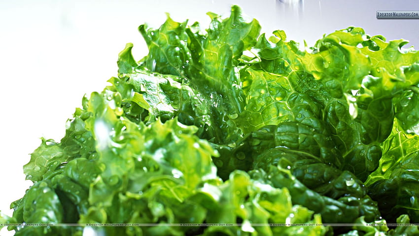 Fresh Salad Leaves HD wallpaper