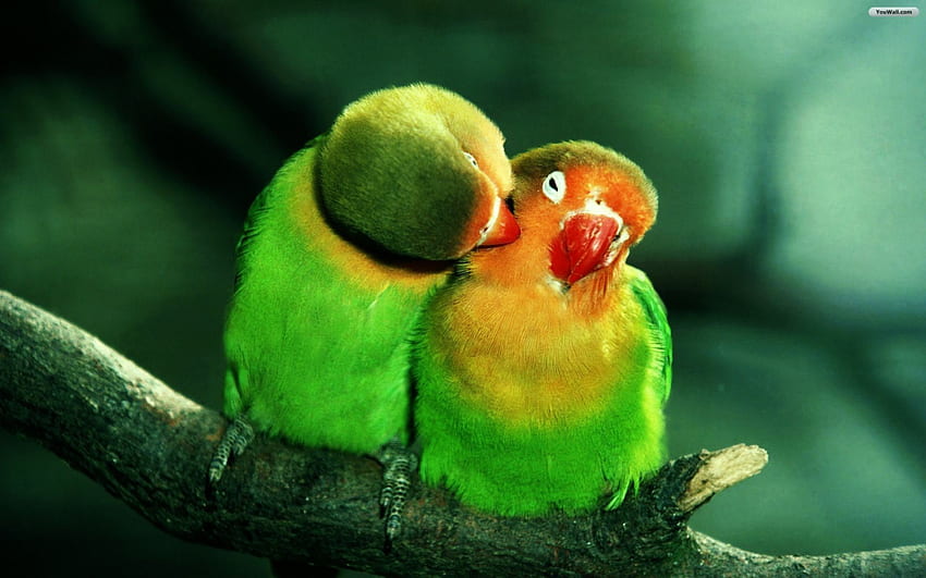 ❤adorable❤, nature, parakeets, love, green HD wallpaper