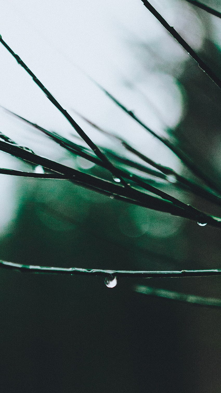 Nature Tree Rain, Rain and Trees HD phone wallpaper | Pxfuel