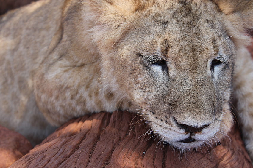 สัตว์ ปากกระบอกปืน สิงโต นักล่า แมวตัวใหญ่ การนอนหลับ ความฝัน ลูกสิงโต วอลล์เปเปอร์ HD