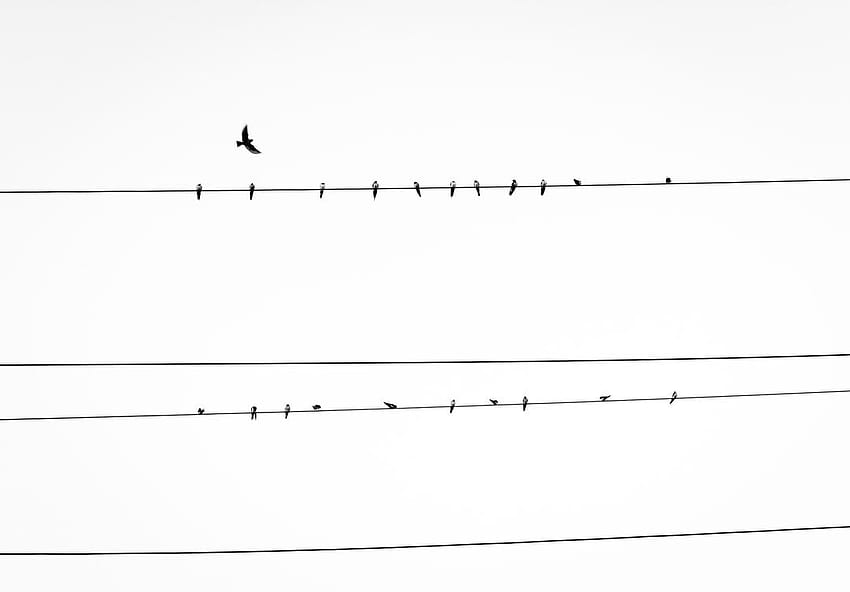 Birds On A Wire, Birds Aesthetic HD wallpaper