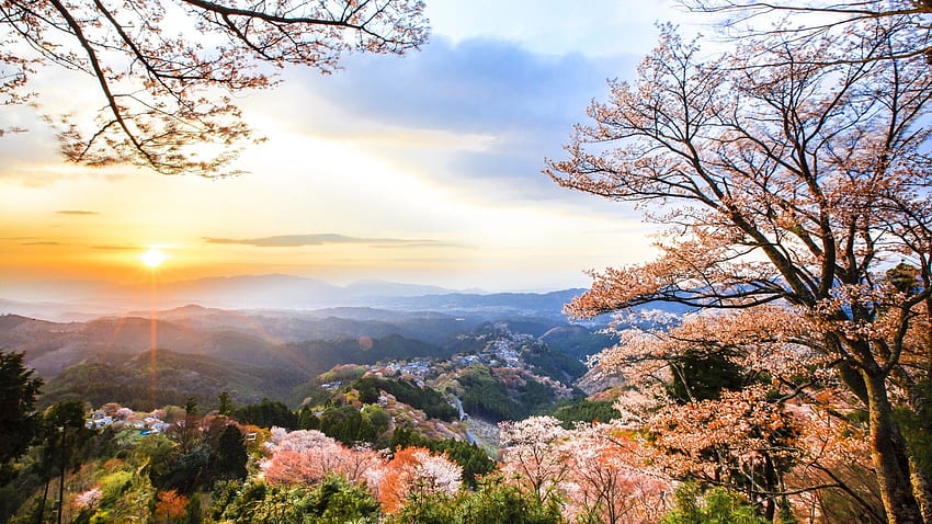 Bunga sakura di Gunung Yoshino, Prefektur Nara, Jepang. Pohon mekar, bunga sakura, bunga sakura jepang Wallpaper HD
