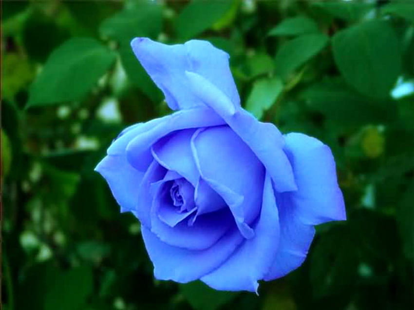 Pretty Blue Rose 2 บลู โรส กราฟฟิตี้ บลูโรส ธรรมชาติ วอลล์เปเปอร์ HD