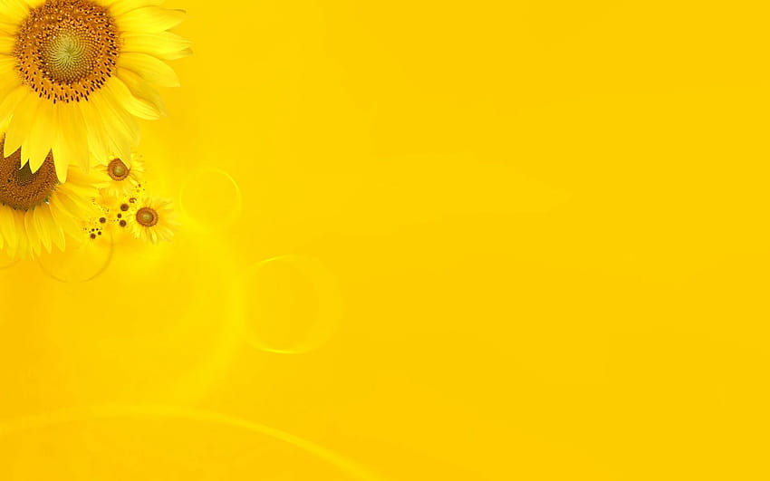Bunga Matahari Kuning, Merah dan Kuning Wallpaper HD