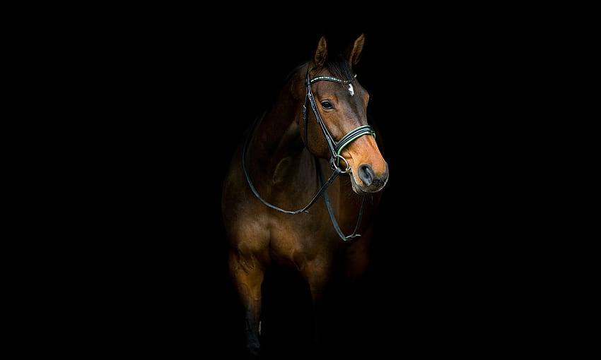 Brown horse features on dark background [] for your , Mobile & Tablet. Explore Black Horse . Black Horse , Black Horse, Horse Face HD wallpaper