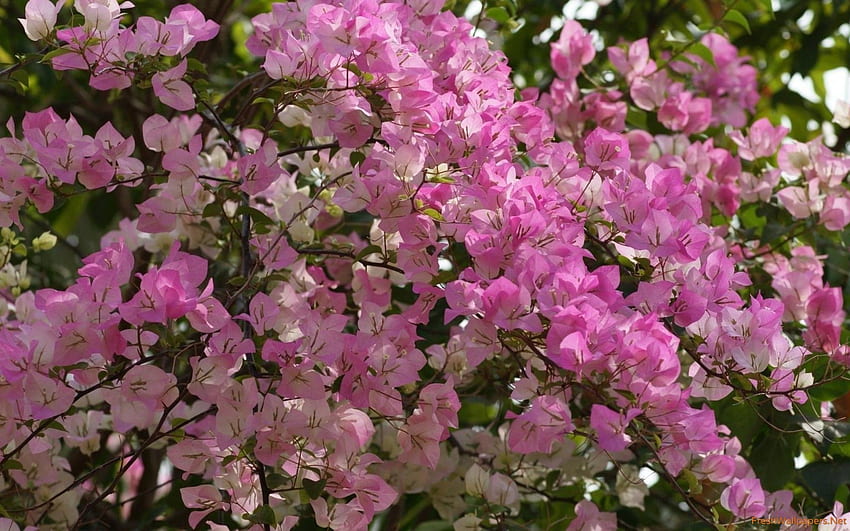 Pink Bougainvillea bush, Bougainvilleas HD wallpaper