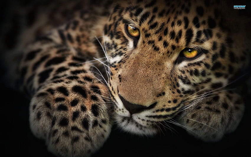 Animal Leopard HD Wallpaper