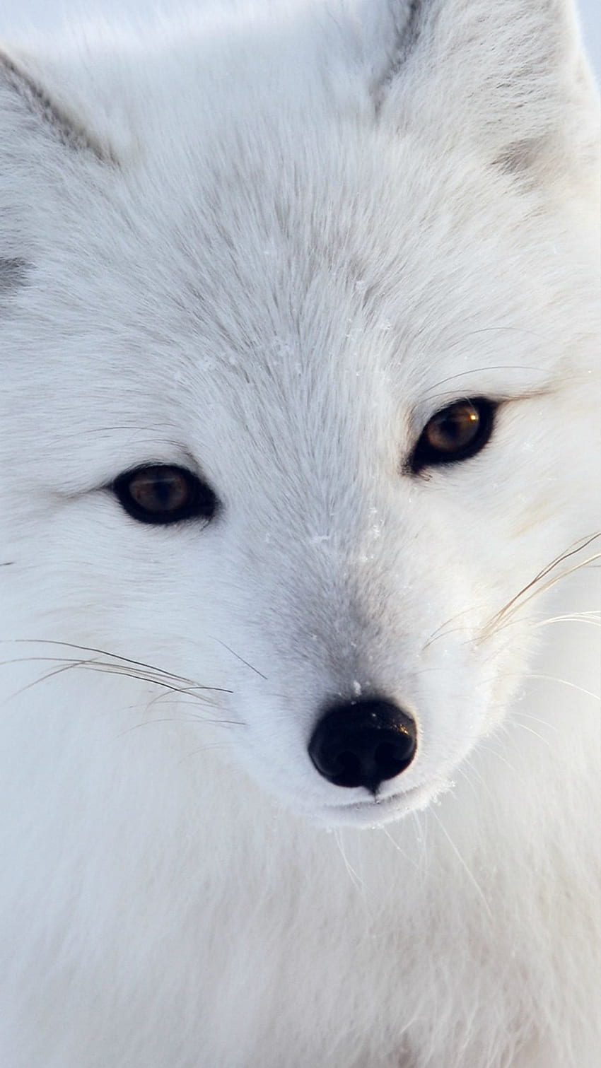 Winter Fox iPhone . Cute animals, Animals, Animals beautiful HD phone  wallpaper | Pxfuel