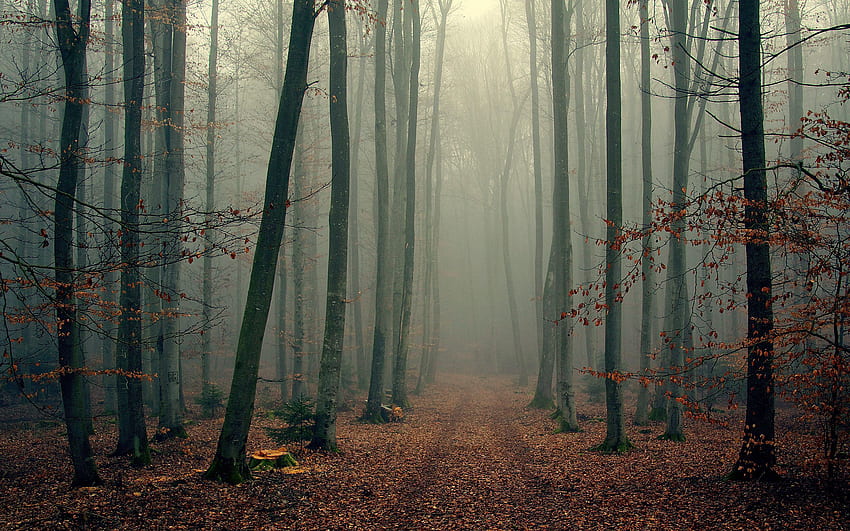 自然, 木, 秋, 森, 霧, 涼しい, 紅葉, 涼しさ 高画質の壁紙