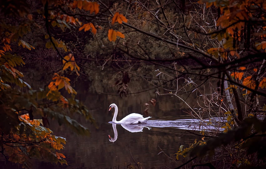 autumn, branches, river, bird, Swan for , section животные HD wallpaper