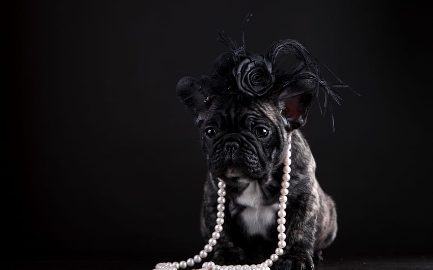 Puppy, dog, animal, black, beads, rose, flower, pearls, french bulldog HD wallpaper