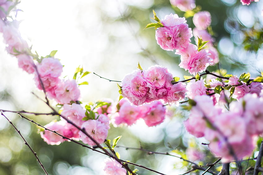 Flowers, Pink, Bloom, Flowering, Branch, Spring HD wallpaper