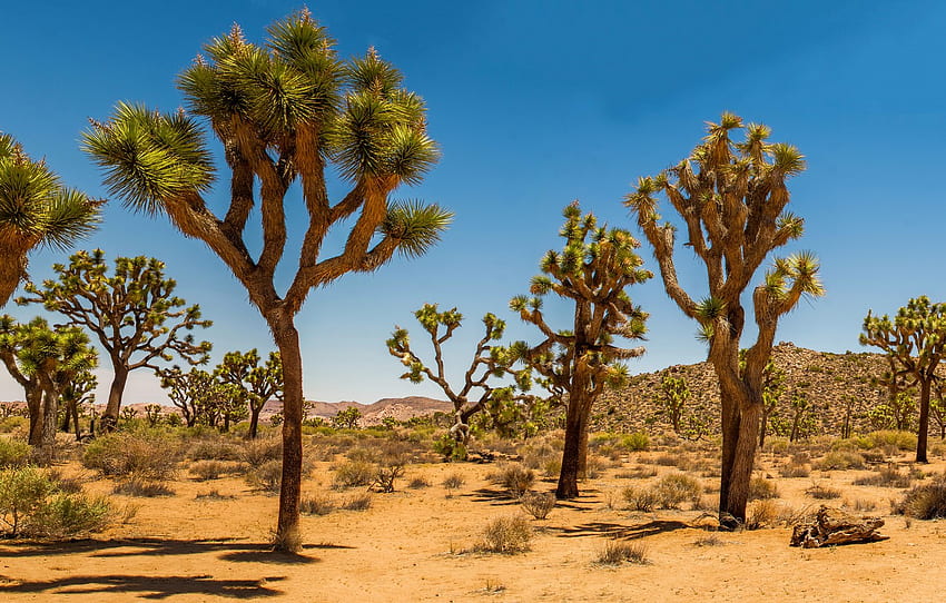 Sand, desert, dunes, USA, Joshua Tree, shrub, Joshua Tree National Park ...