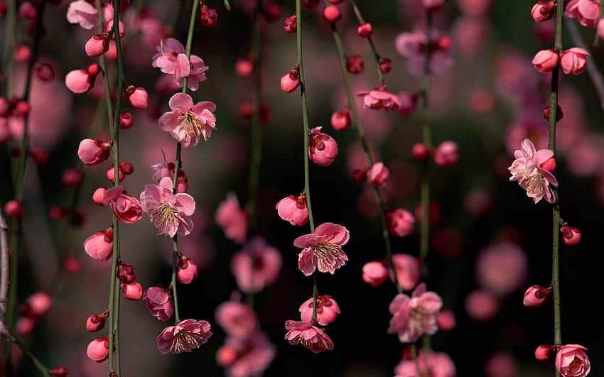 พืช, ดอกไม้, ต้นไม้, ซากุระ วอลล์เปเปอร์ HD
