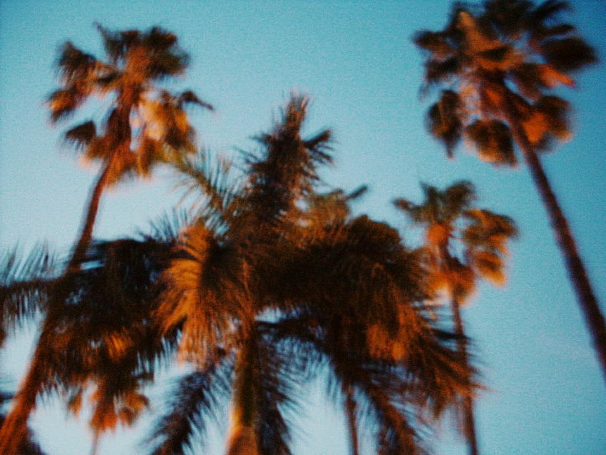 The Worlds Best Of Palms And Vsco Flickr Hive Mind Vsco Palm Tree