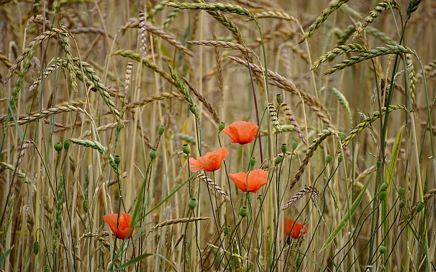 Poppies in Cornfield, poppies, flowers, grain ears, cornfield HD wallpaper