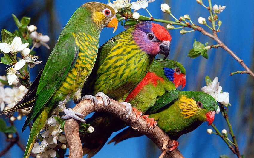 papugi, zwierzęta, ptaki Tapeta HD