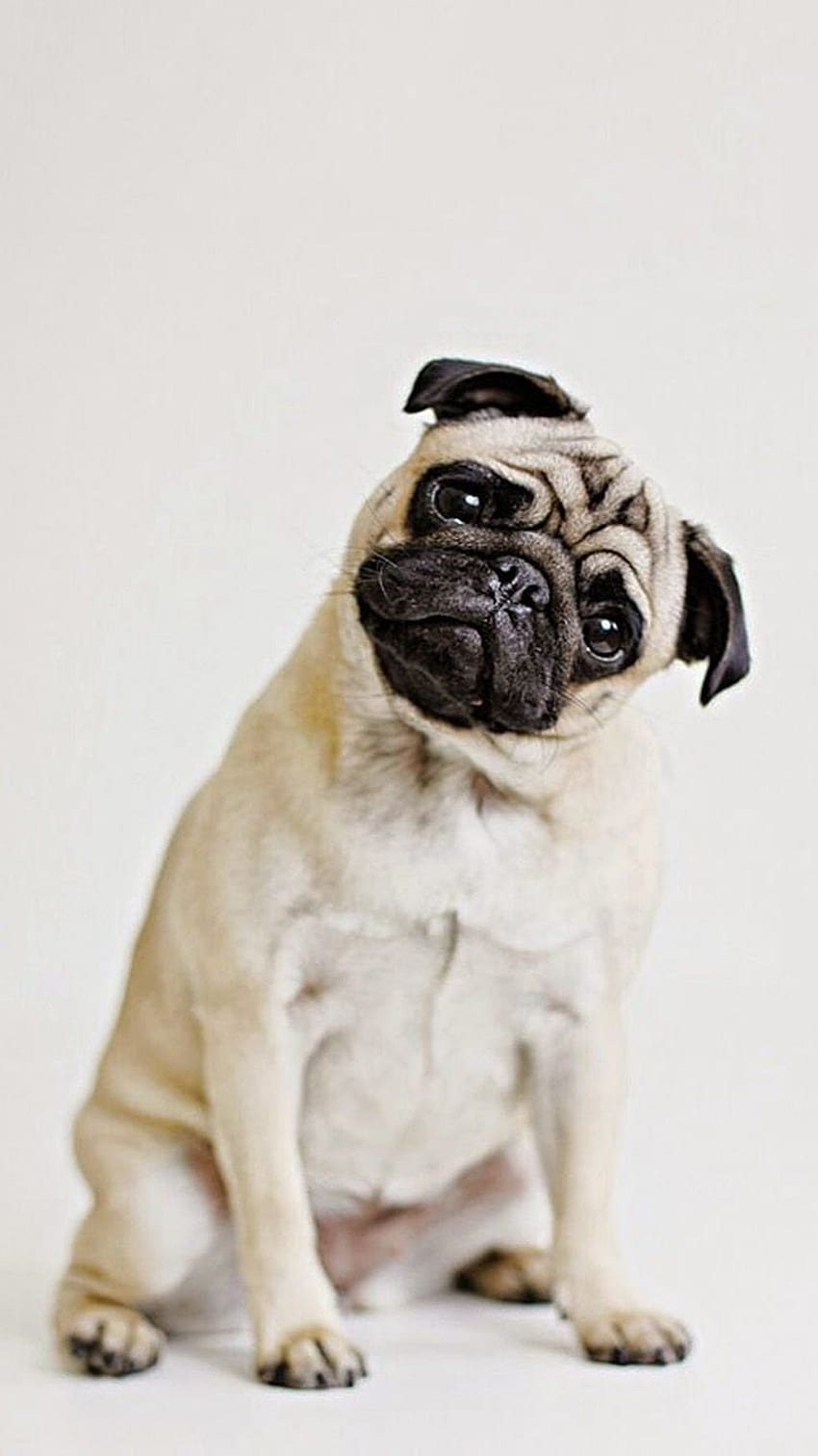 Sweets for the iPhone 5!. Cute pugs, Pugs, Pugs funny, Funny Pug Dog HD phone wallpaper